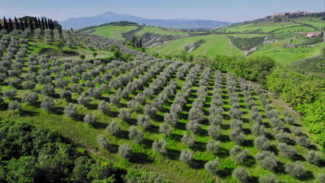 Olive-tree-plantation-and-green-hills-in-Tuscany,-wide-aerial-pan