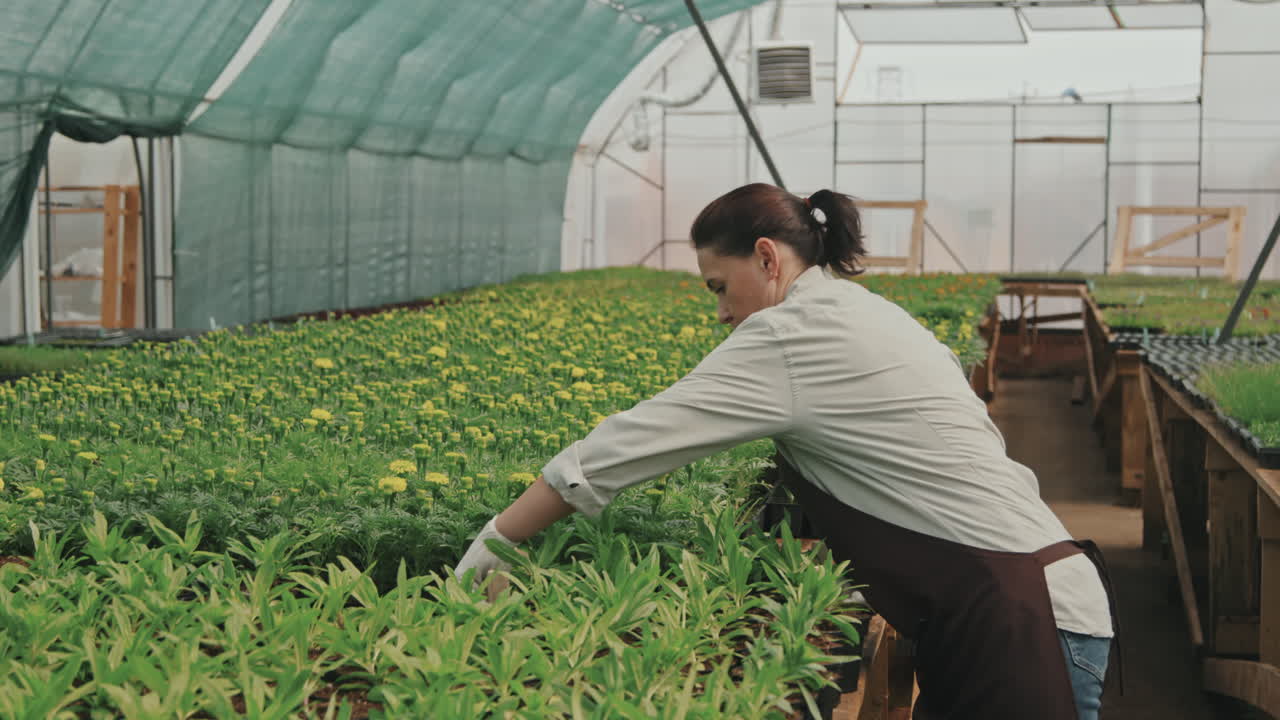 Woman Working in Greenhouse