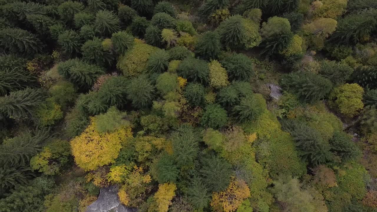 Wood from above in the alpine valley