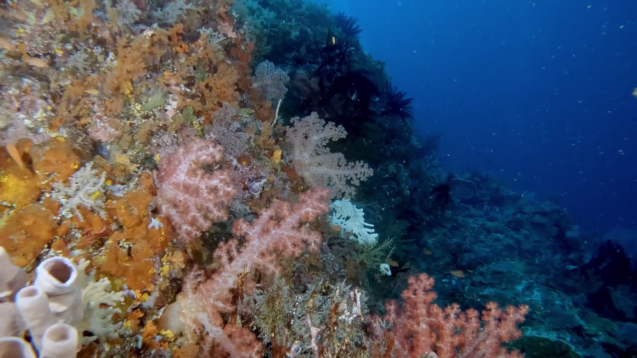 Un pendio vivido e vibrante coperto di corallo molle, crinoidi e spugne a tubo.