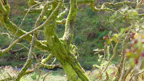 musgo verde creciendo en las ramas de un árbol