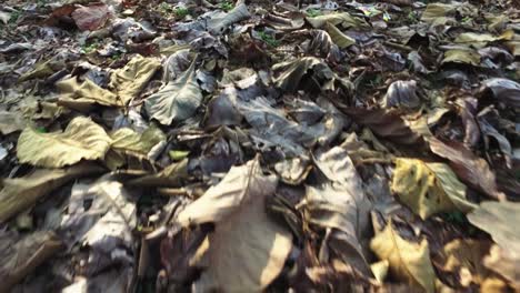 point of view, walking on dry leaves