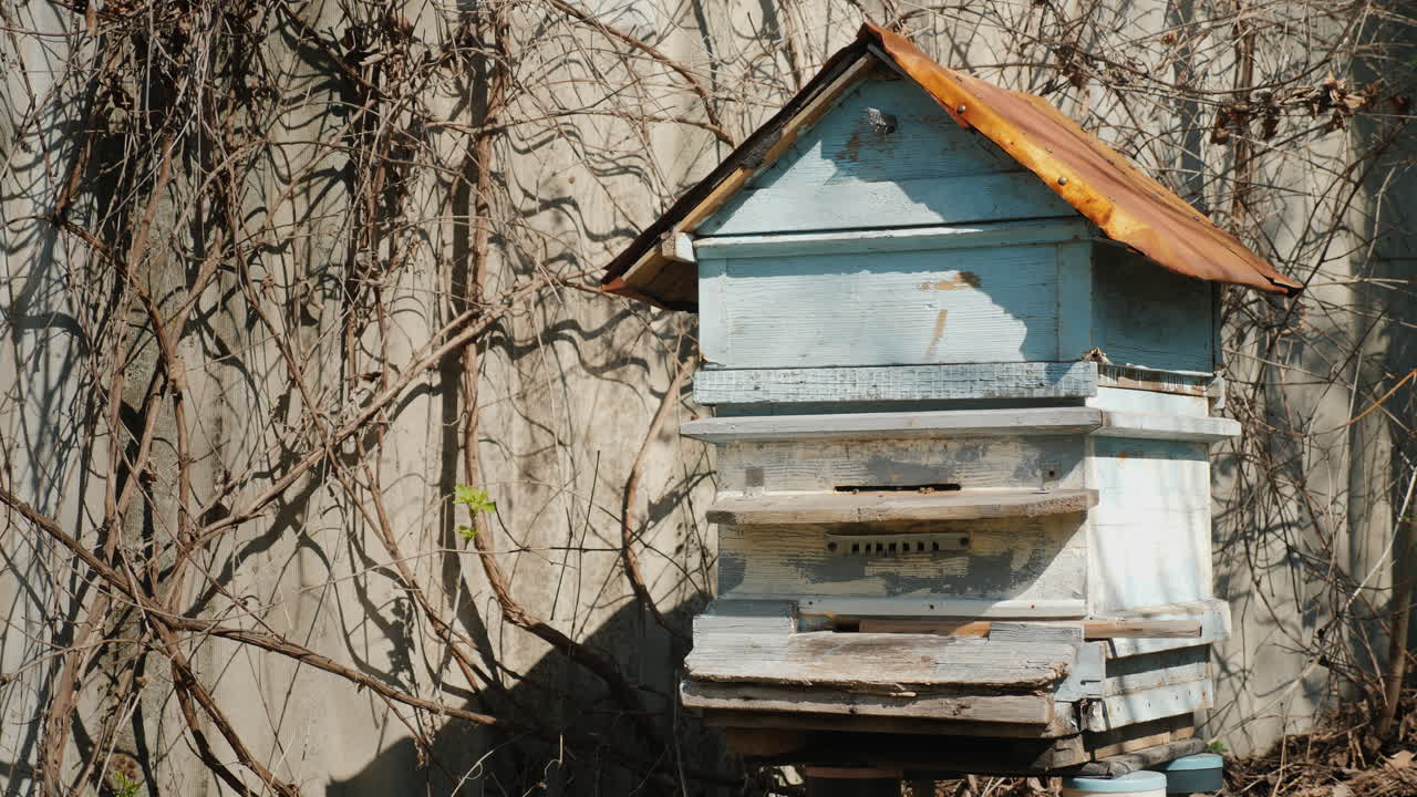 벌들이 활발히 날아다니는 하이브 - 그들은 봄 4k 비디오의 도착과 함께 꿀을 모으기 시작했습니다