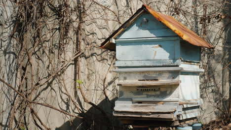 Bienenstock-Mit-Bienen-Bienen-Fliegen-Aktiv---Sie-Begannen-Mit-Der-Ankunft-Des-4k-Frühlingsvideos-Honig-Zu-Sammeln