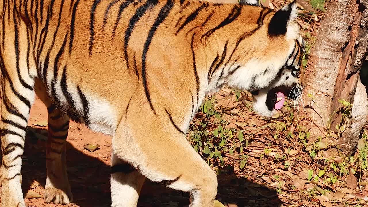 A tiger strolls through a sunlit enclosure, showcasing its stripes and natural behavior.
