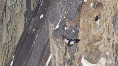 Andean-Condor-flying-towards-a-cliff-and-landing-on-a-rocky-ledge-in-slow-motion