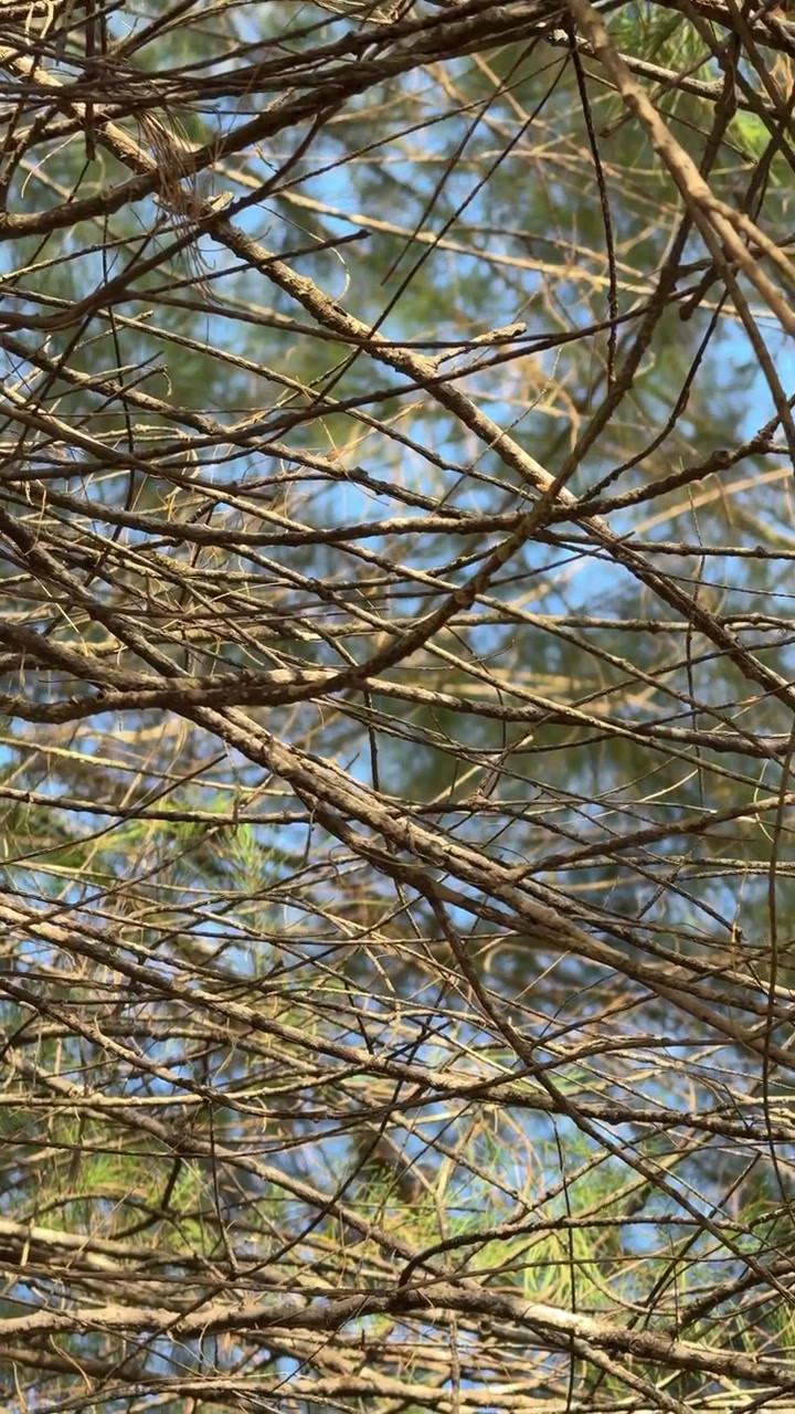 Motivo intricato di rami secchi di albero con sfondo di cielo blu