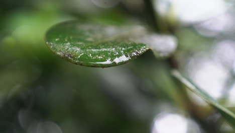 macro close up of water on green leaf blowing in wind, slow motion