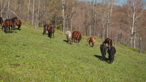 horses herd with small foals eats lush grass on sloppy field