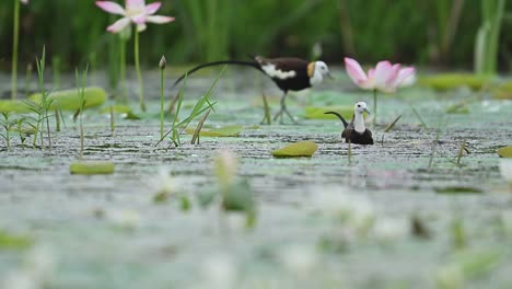 graceful jacanas pick food delicately from leaves floating in shallow pond water
