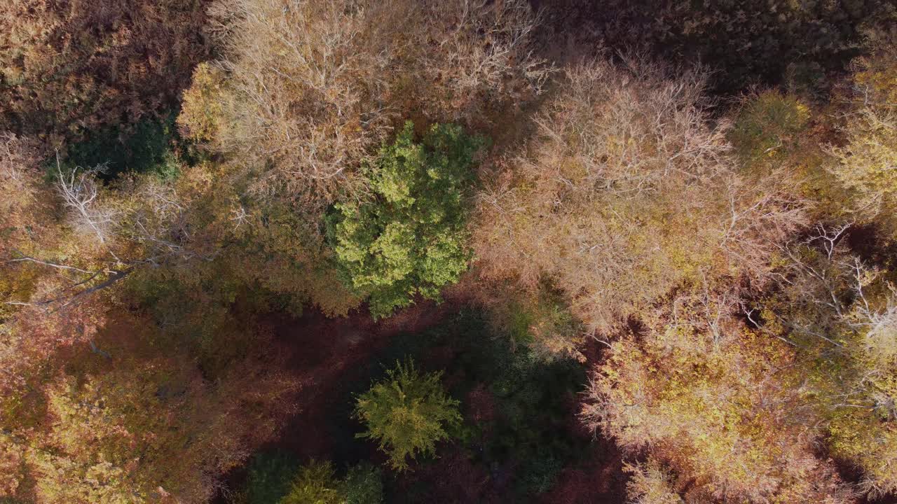 Epping Forest in autunno, colori vivaci degli alberi, giornata di sole, ripresa aerea in ascesa con drone.