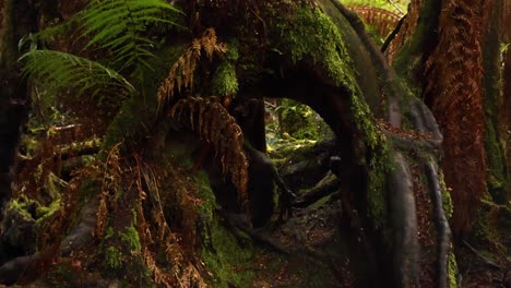 large tree with moss and ferns