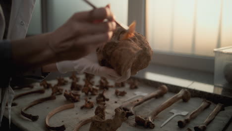 archaeologist cleaning a skull