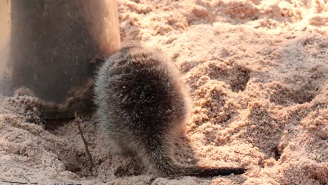 a meerkat investigates its sandy environment