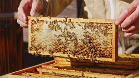 beekeeper checks honeycomb with bees