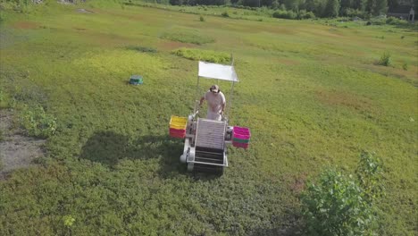 Agricultural-worker-havesting-blueberries-in-a-field-in-Hope,-Maine-AERIAL