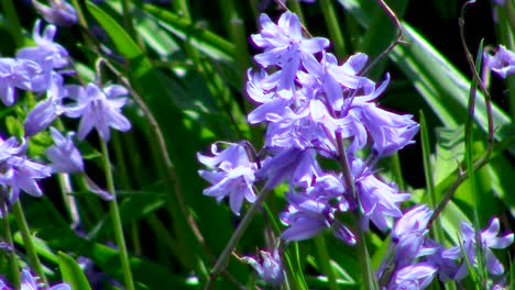 Close-up-of-some-bluebells-growing-in-a-wood-in-England,-in-the-springtime