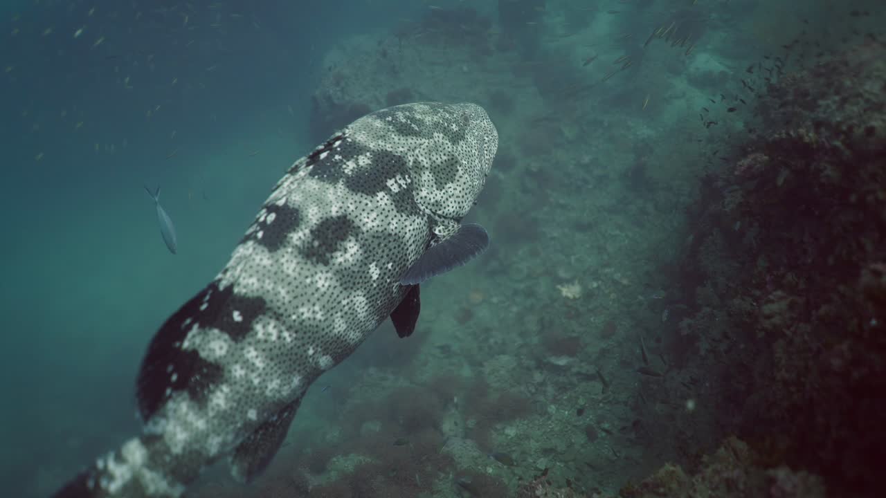 Large patterned fish swimming in a murky underwater reef