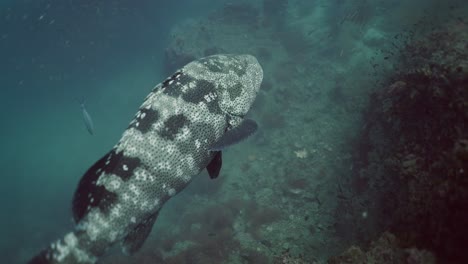 large patterned fish swimming in a murky underwater reef