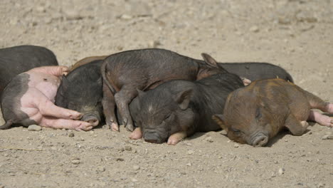 Primer-Plano-De-Un-Lindo-Grupo-De-Lechones-Recién-Nacidos-Durmiendo-A-La-Luz-Del-Sol-En-El-Campo