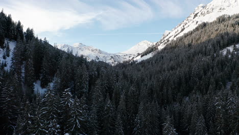 Niedrige-Luftaufnahme-über-Kiefern-In-Einem-Wunderschönen-Schneebedeckten-Wald