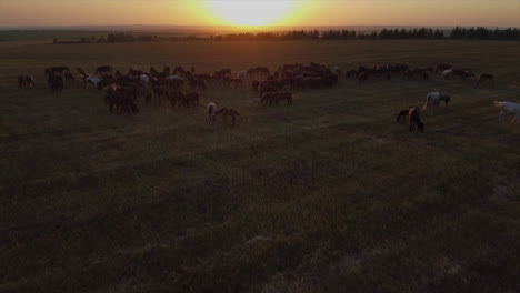 caballos pastando en un campo al atardecer