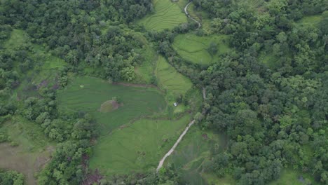 Exuberante-Vegetación-Verde-Con-Arrozales-En-La-Isla-De-Sumba-Indonesia,-Antena