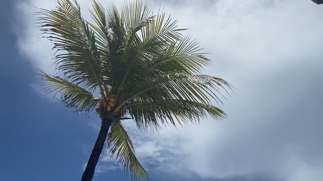 palmera ondulante en una brisa caribeña.
