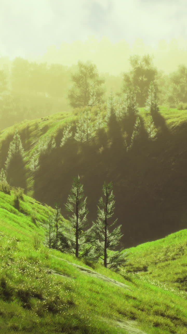 Lush green hillside with trees and soft sunlight illuminating landscape