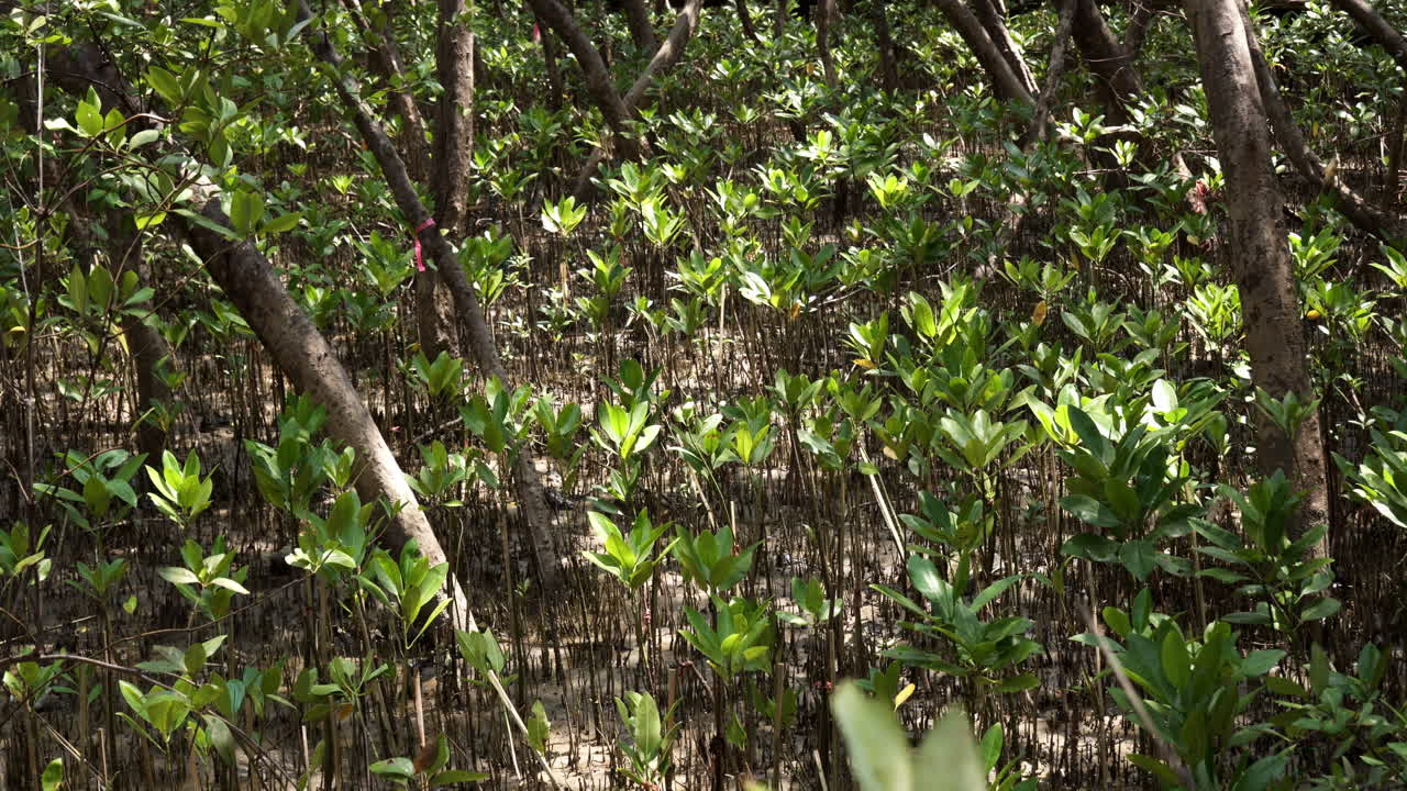 plántulas de manglar creciendo en una selva estuarina en una zona costera en el sureste de asia