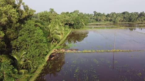 un grupo de árboles en el borde de la granja, el campo ha sido arado y regado para el cultivo, disparo de ángulo alto, disparo aéreo, campos de arroz en asia