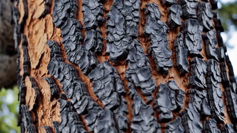 burnt tree trunk