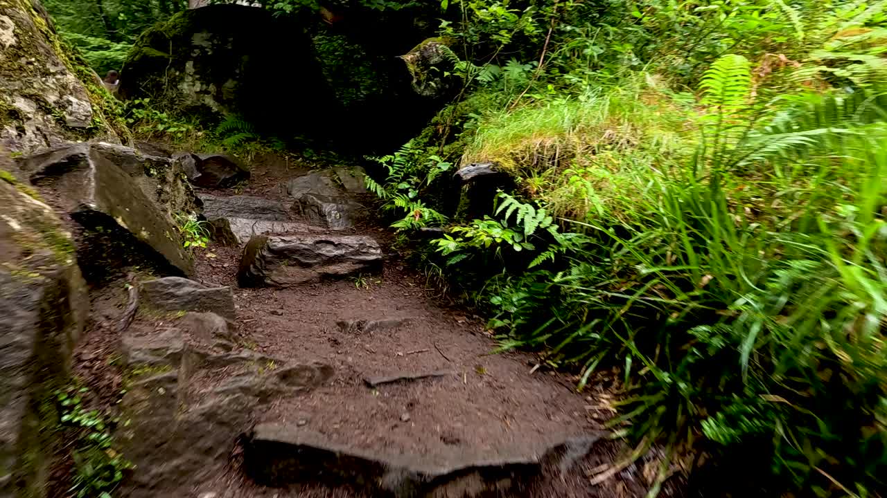 Rocky path through lush forest scenery
