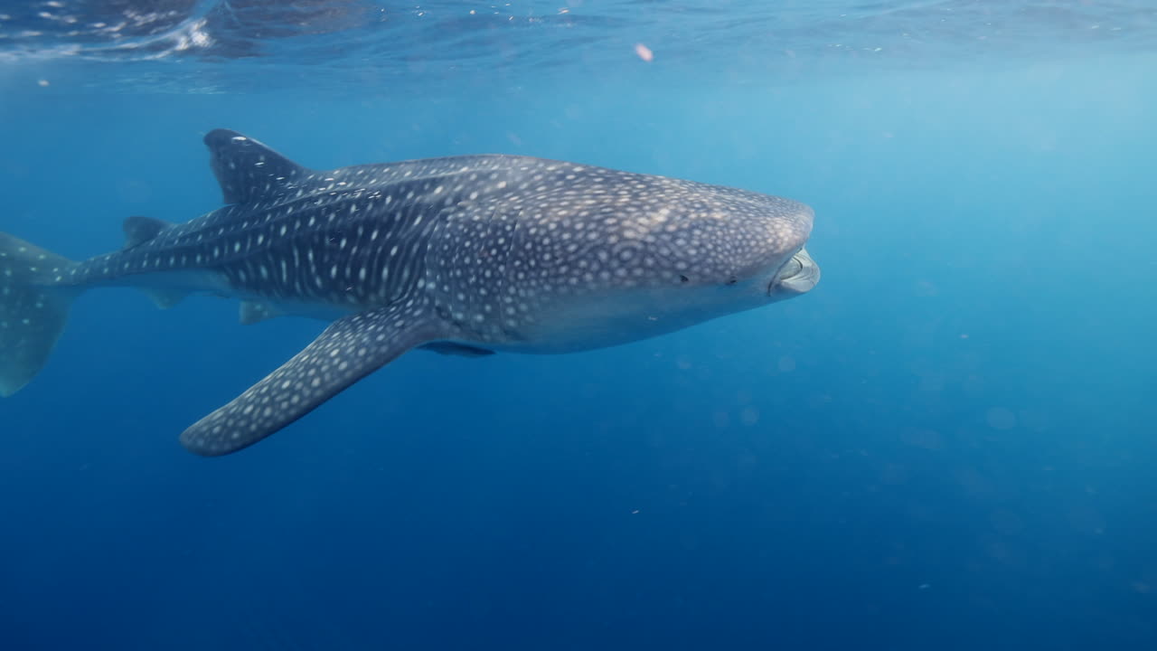 el tiburón ballena nadando lentamente en subawa, indonesia