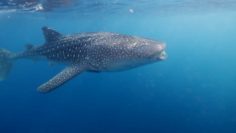 Whale-shark-swimming-slowly-in-Subawa,-Indonesia