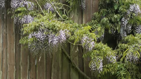Blooming wisteria sinensis bush growing against wooden wall of house