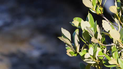 Mangrove foliage gently moves in sunlight, with soft camera pan and blurred river background