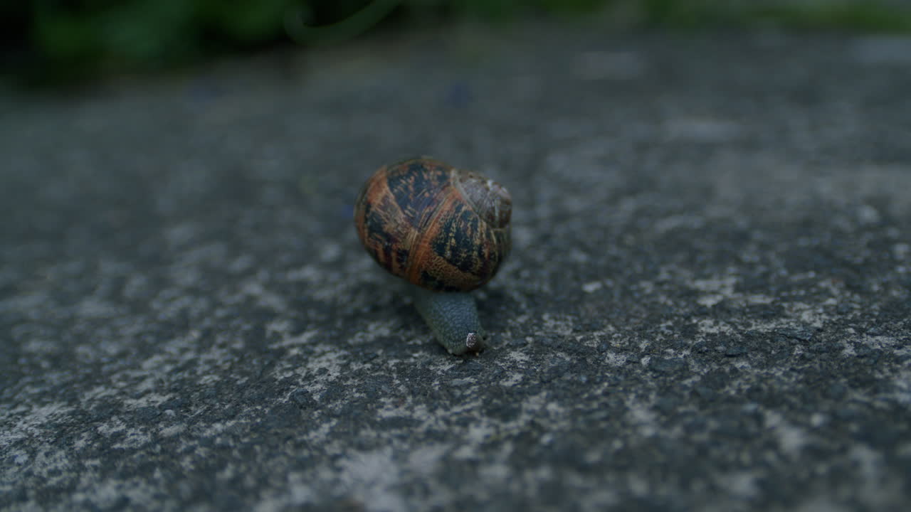 지상에 기어가는 달팽이