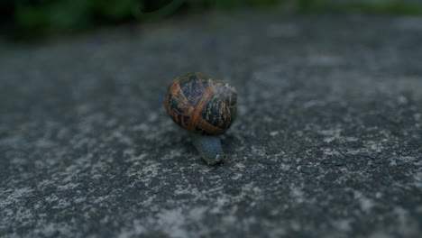 snail crawling on the ground