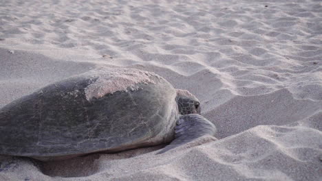 une tortue couvrant un nid avec des œufs sur la plage du golfe d'oman