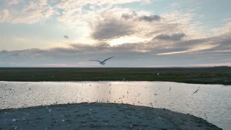 Luftaufnahme-Als-Drohne,-Die-über-Eine-Gruppe-Von-Vogelmöwen-über-Der-Küstenlinie-Der-Insel-Vlieland-Fliegt-Und-Den-Ozean,-Die-Küste,-Den-Strand-Und-Die-Landschaft-Zeigt---Parallax-Drohnenaufnahme---4k