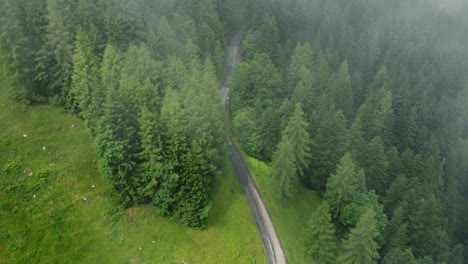 drone shot of a small road leading from a green field into a forrest on a cloudy day