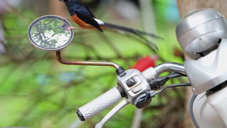 sentado, el shama copsychus malabricus de tronco blanco, se movió hasta el espejo retrovisor izquierdo de la motocicleta, estacionado dentro de un parque nacional en tailandia