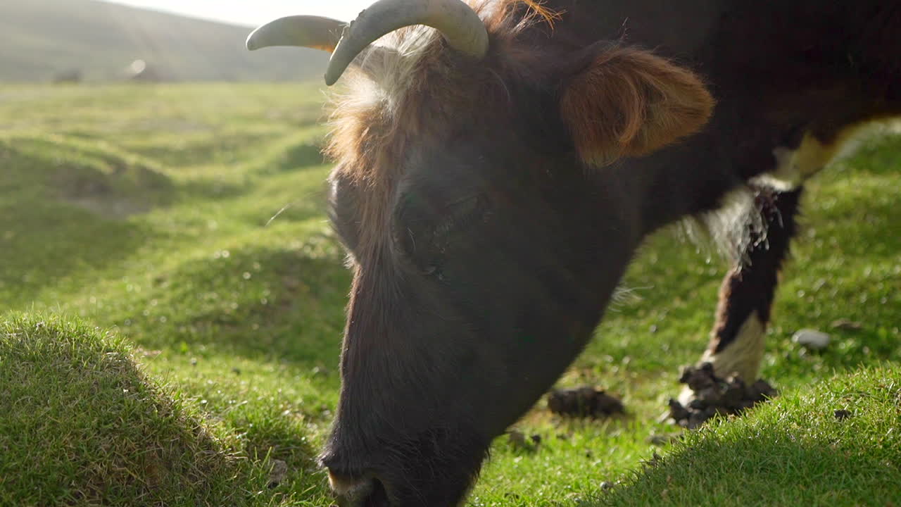 Inquadratura ravvicinata dal basso di una mucca lulu che si nutre sull'erba verde, pascolando in una giornata di sole tra le montagne