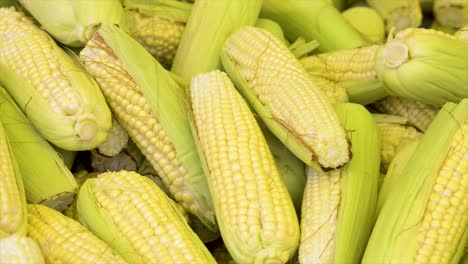 corn cobs for sale at the free market, panoramic plan