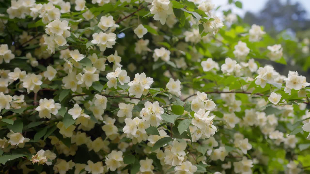 Detailed close-up of spring flowers gently swaying in the breeze at Lake Como, Italy (Lago di Como, Italia)