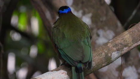 Ein-Gewaltiger-Motmot--Oder-Lektions-Motmot-Vogel,-Der-Auf-Einem-Ast-Ruht