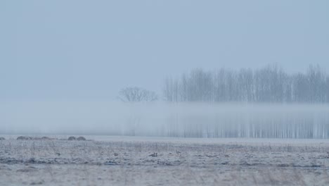 Gänse-Strömen-Während-Der-Frühjahrswanderung-In-Der-Frühen-Morgendämmerung,-Füttern-Und-Fliegen-Auf-Dem-Feld