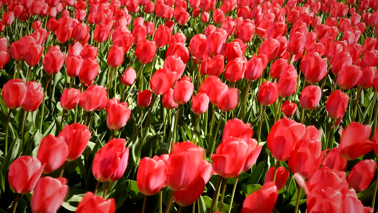 red tulips waving in the wind