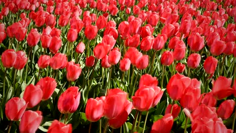 los tulipanes rojos ondeando en el viento
